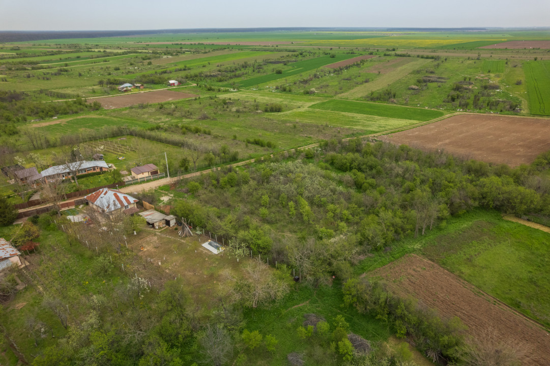 LETCA NOUA, TEREN CONSTRUCTII 1184 MP, FRONT 21 M !